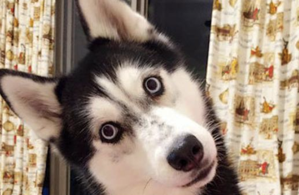 独特阶段主人家不去遛猫遛狗，二哈在家中把门框拆了，狗：是龙卷风刮的