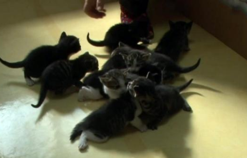 猫妈生下小猫后不管，同为猫妈的姐妹挺身而出，独自喂养十只小猫