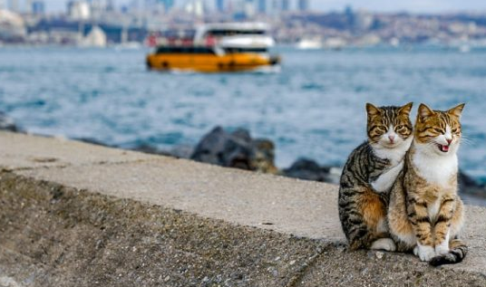 这对猫咪也太治愈了吧 让孤单摄影师流连忘返