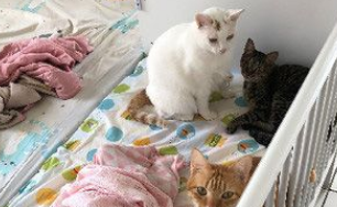 猫主子们陪伴小主人睡觉 网友直呼画面好疗愈! 猫主子们陪伴小主人睡觉 网友直呼画面好疗愈!
