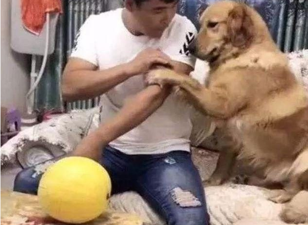 小伙想切黄西瓜金毛急忙拉住,他一意孤行,结果悲剧发生 小伙想切黄西瓜金毛急忙拉住,他一意孤行,结果悲剧发生