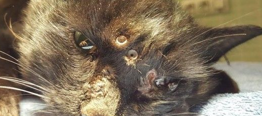 西班牙发生残忍虐猫案 小猫身中18颗子弹奇迹存活