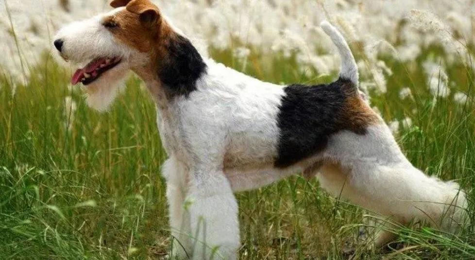 刚毛猎狐梗成犬抗寒吗