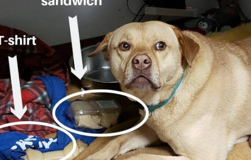 流浪犬被援助后，竟变成偷窃偷成习惯性，连义工们的心都被盗走了