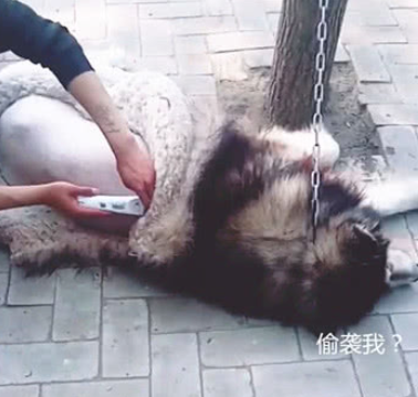 主人趁阿拉斯加入睡，剃了它的毛，狗子醒来后淡定从容