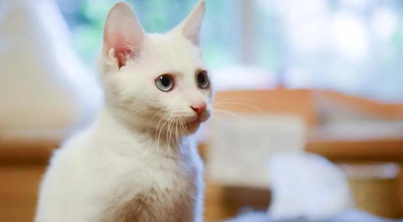 猫咪用脚挠耳朵是为什么 猫咪用脚挠耳朵是为什么