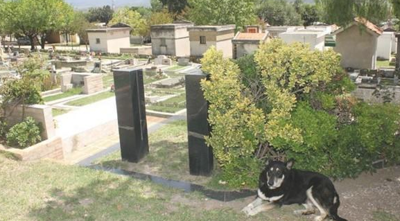 忠犬依靠自己寻找主人墓葬,独自一人守墓十一年,过世后差点儿和主人合墓 忠犬依靠自己寻找主人墓葬,独自一人守墓十一年,过世后差点儿和主人合墓