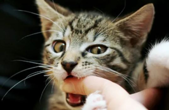猫咪总爱咬手应该怎么办 猫咪总爱咬手应该怎么办