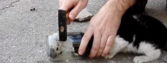 猫头卡璃罐罐险死 铁鎚敲3下只见它呆滞眼神