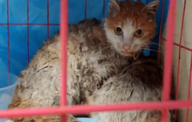 夜里偶遇流浪猫，却被它的模样惊到，这真的是猫吗？