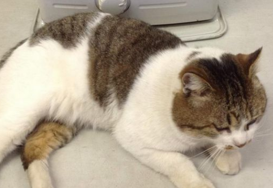 命令店家开门让它进去 我行我素的猫咪超霸气 命令店家开门让它进去 我行我素的猫咪超霸气