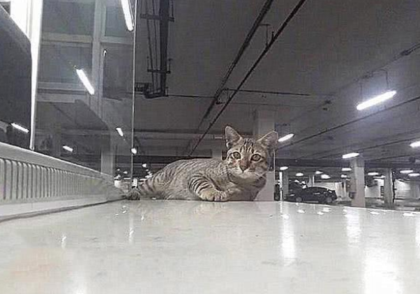 猫咪常驻停车场兼职，每天「探头收费」萌爆