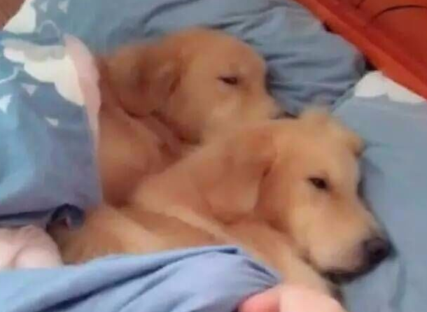 主人家家里找不着金毛，发觉被子外有声响，扯开看了一瞬间笑疯掉