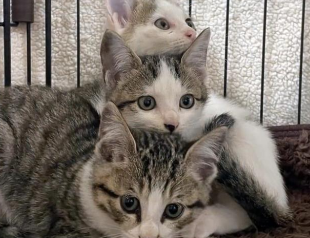 瘦弱的瘸腿猫妈妈，小猫却被它喂得胖乎乎，为了孩子主动投奔人类
