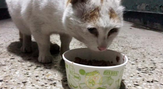 喂了一只流浪猫,猫妈妈多次送孩子上门,小猫被收留后它选择离开 喂了一只流浪猫,猫妈妈多次送孩子上门,小猫被收留后它选择离开