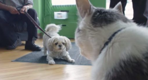 超专业的房仲猫咪 不仅接待客人还会陪签约