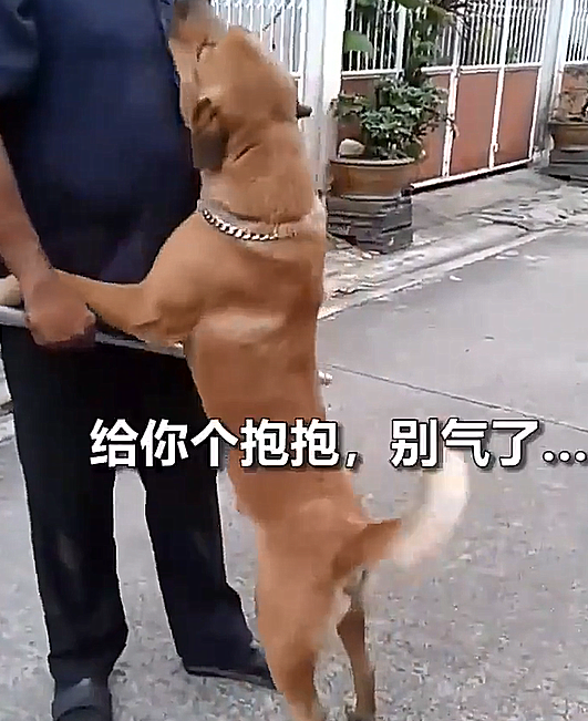 狗子一晚没回家了,主人家的反映过度真正:是亲生父亲对了了 狗子一晚没回家了,主人家的反映过度真正:是亲生父亲对了了