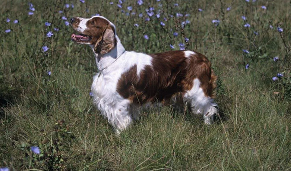 性格活泼的威尔斯激飞猎犬好养吗？这些准备要做好！