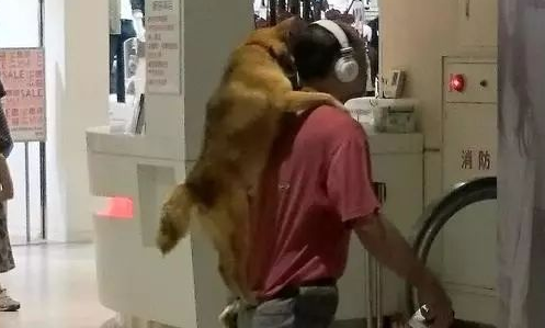 商场禁止带上宠物入内,柴犬饲主灵机一动,想到了那样一个方法! 商场禁止带上宠物入内,柴犬饲主灵机一动,想到了那样一个方法!