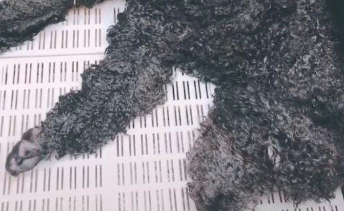 马路边捡到一头流浪狗，看了就很脏，洗剪吹后发觉捡到宝！