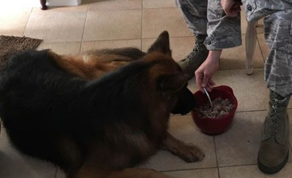 男子声称不想养宠物 现在竟然一口一口喂爱犬吃饭