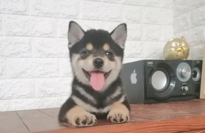 柴犬被关进铁笼里总闹,网民还挺有方法,用歌曲“抚慰”它 柴犬被关进铁笼里总闹,网民还挺有方法,用歌曲“抚慰”它