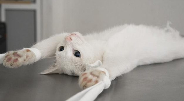猫咪拒做绝育将头埋进垃圾箱,网友:同一个世界,同一只猫! 猫咪拒做绝育将头埋进垃圾箱,网友:同一个世界,同一只猫!