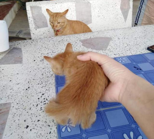 捡了只小橘猫带回家,家里的大橘竟吃醋了!猫:有我一个不够吗? 捡了只小橘猫带回家,家里的大橘竟吃醋了!猫:有我一个不够吗?