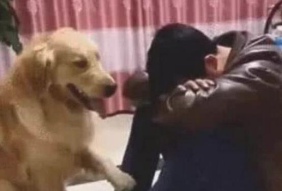 主人因工作中抱膝关节痛哭流涕，金毛马上跑上来宽慰