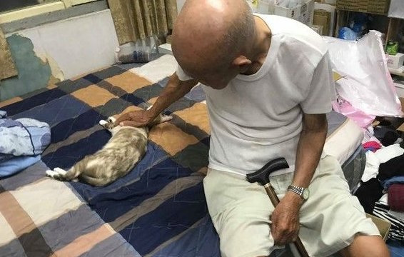 双双怕猫的阿公和阿嬷 最终还是被猫被收服 双双怕猫的阿公和阿嬷 最终还是被猫被收服