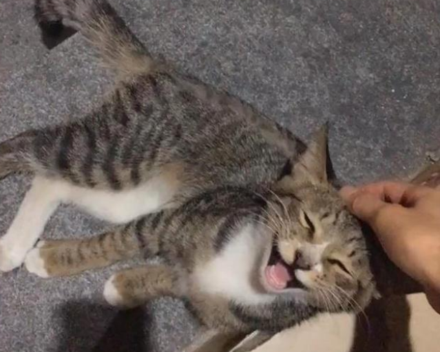 流浪猫被人恶意剃毛，暖心姑娘给猫喂吃的，猫咪竟边吃边流泪