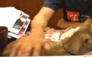 朕也想亮亮相! 爱猫乱入直播超会刷存在 朕也想亮亮相! 爱猫乱入直播超会刷存在