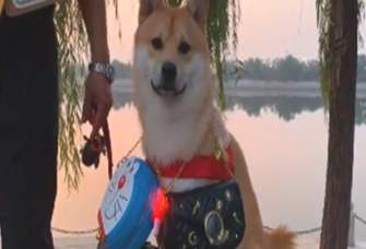 主人家摆地摊卖包,每一次都拿柴犬当“衣服架”,强迫运营的耗子好萌 主人家摆地摊卖包,每一次都拿柴犬当“衣服架”,强迫运营的耗子好萌