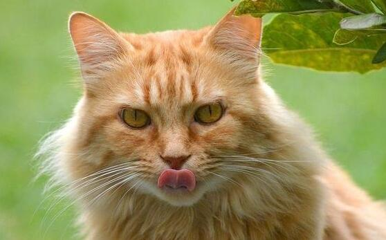 猫咪为什么喜欢舔毛？我来告诉你答案！
