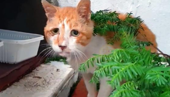 那只饿到吃土的流浪橘猫，获救三个月后，成了名副其实的“大橘”