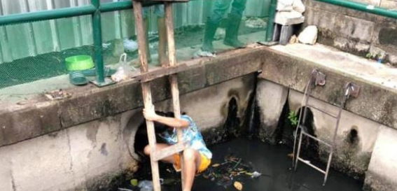 流浪狗为觅食误入桥洞，路人无动于衷，直到一个女孩出现