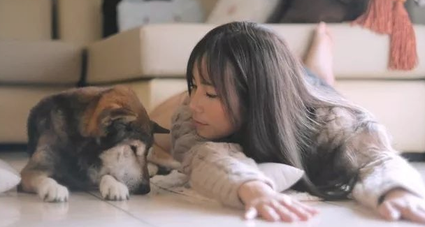15岁重病柴犬最后的日子躲在家中角落里，主人暖人随同，一起睡木地板。