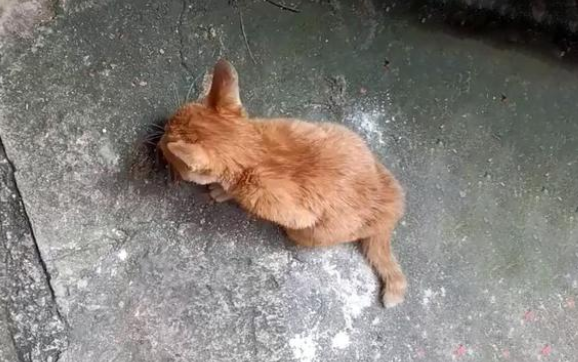 流浪橘猫主动求收留，抱紧女孩的腿不撒手，猫：你的脚好暖和呀