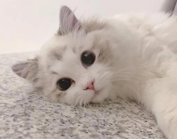 猫眼睛上有层白膜可以自愈吗