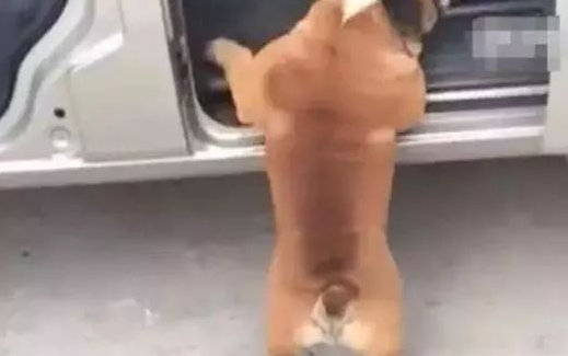 男主角让小狗进入车内，五分钟还看不到它的狗影，下车时一看笑容直不起腰