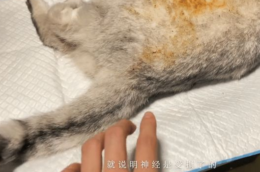 路边遇到一只被虐待遗弃的猫,女孩做了这件事,全网都看哭了! 路边遇到一只被虐待遗弃的猫,女孩做了这件事,全网都看哭了!