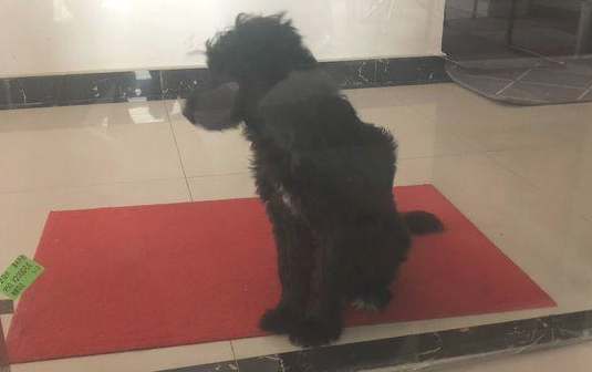 流浪犬趴到企业大门口,见到它傻傻的等候的样子,那一刻小伙子而为动心 流浪犬趴到企业大门口,见到它傻傻的等候的样子,那一刻小伙子而为动心