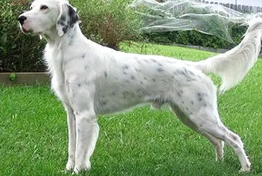 安静温和的英国雪达犬，想要养好并不容易！