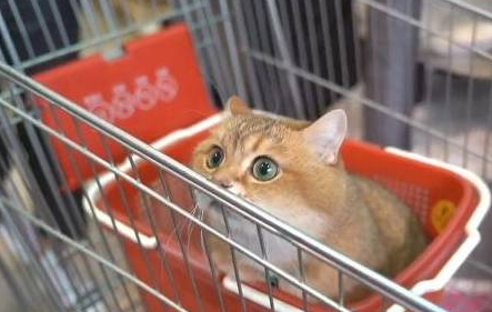 主人带橘猫逛超市，最后它居然睡着了 