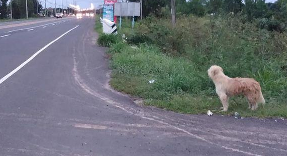 菲律宾狗狗每日在与主人家走散的道路边苦等四年,总算等你却没和我走