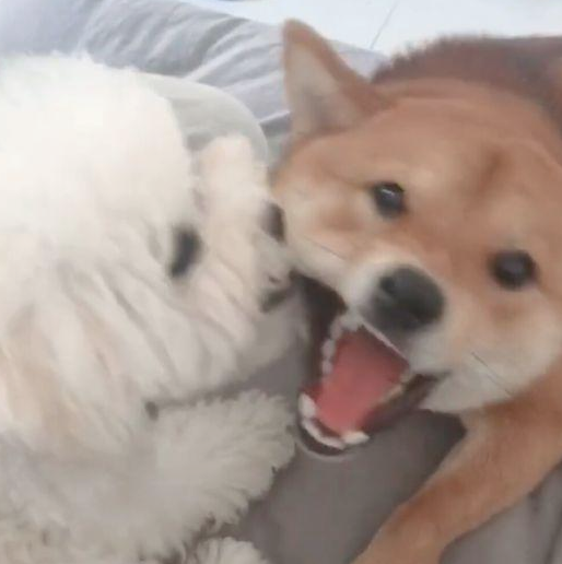 把泰迪交到柴犬，回家见到这幕主人笑喷，柴犬：来人啊！耍流氓啦