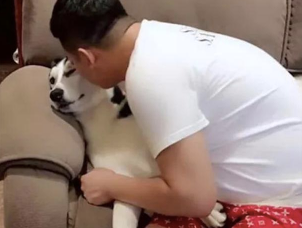 主人亲了哈士奇一口后，它的身体动作都扭曲了，二哈：给你口腔异味啊