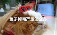 兔子掉毛太厉害了怎么办
