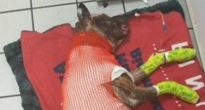 比特犬被绑焚烧 40%烧伤努力撑了5天仍离世 比特犬被绑焚烧 40%烧伤努力撑了5天仍离世