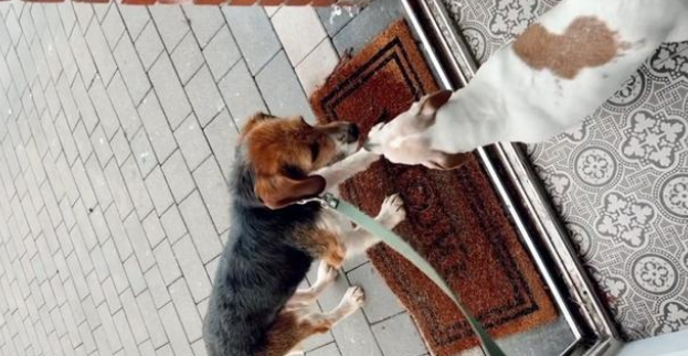 流浪狗被收养后不敢进门，拒绝人类靠近，每天紧盯墙壁几个小时